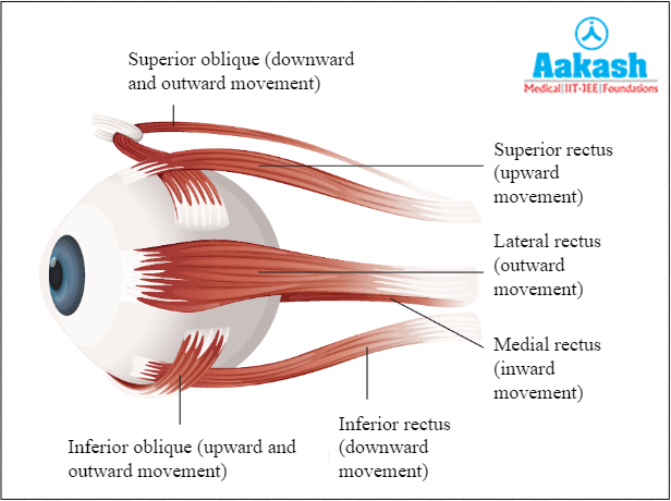 Muscles of an eye Diagram