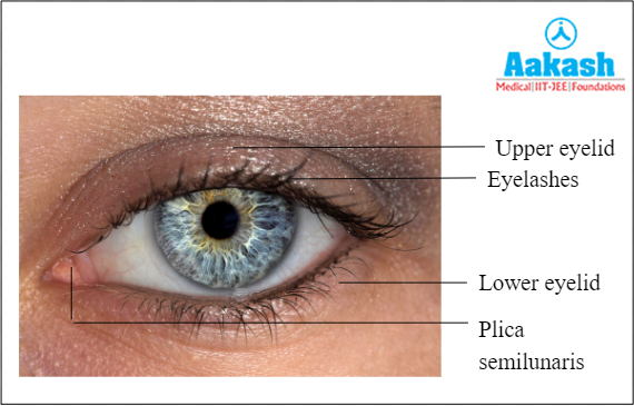 Eyelids and eyelashes Diagram