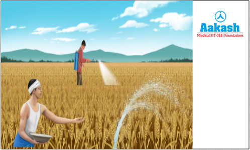  Farmers provide fertiliser to the crop