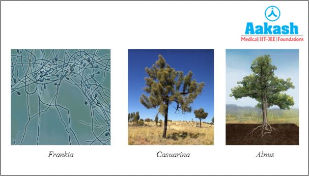 Frankia and the non- legumes Diagram