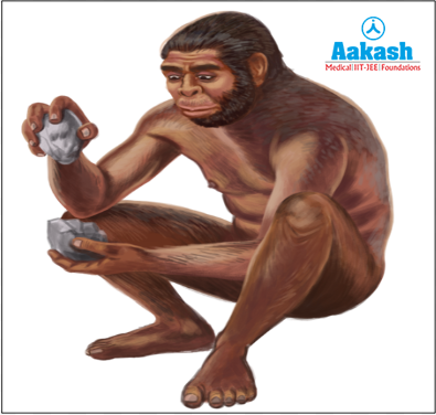  Homo habilis