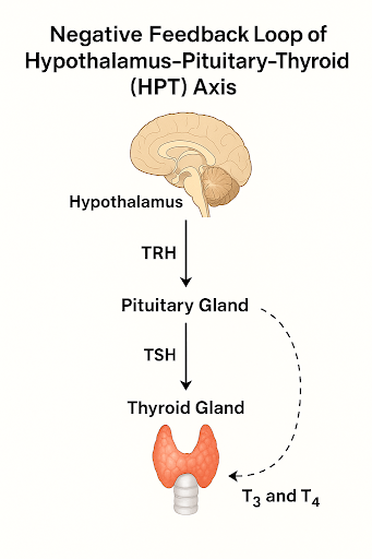  Hyperthyroidism in Females