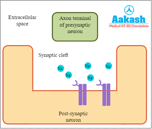 Ion channels present in the postsynaptic neuron diagram