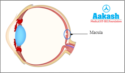 Macula Image