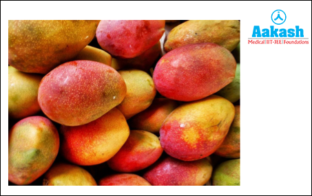 Mangifera indica (Mango)