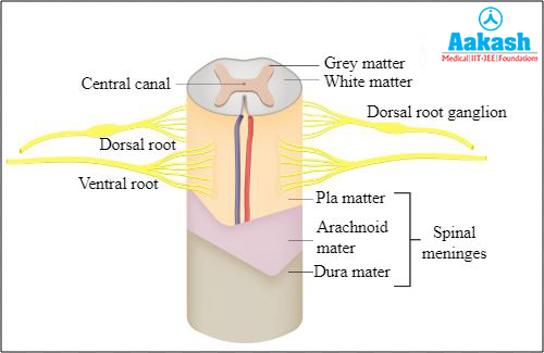 Meninges diagram