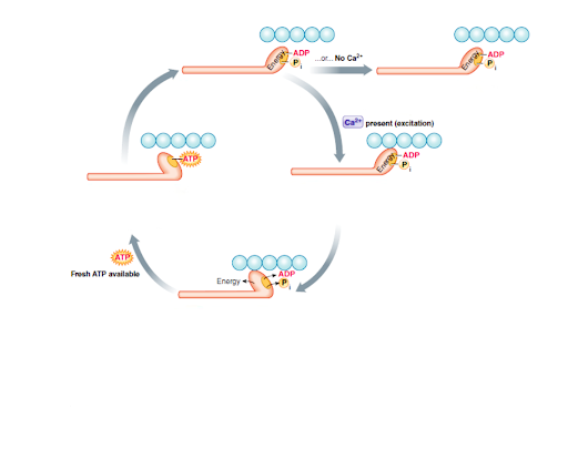 Muscle Contraction