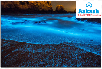 Noctiluca (Night Light)