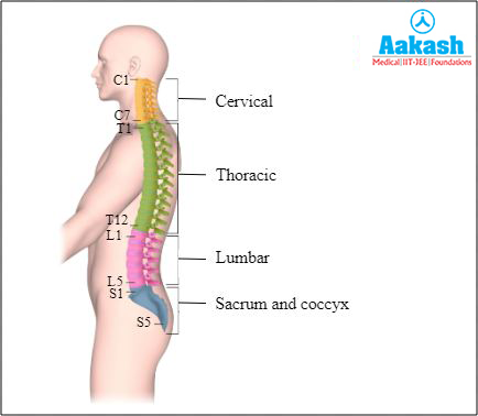  Parts of spinal cord Diagram