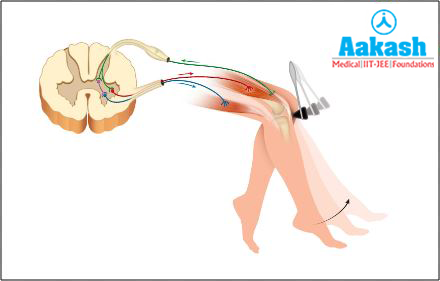 Patellar reflex Diagram