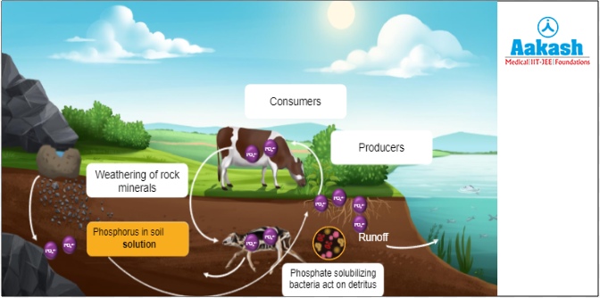 Phosphorus cycle