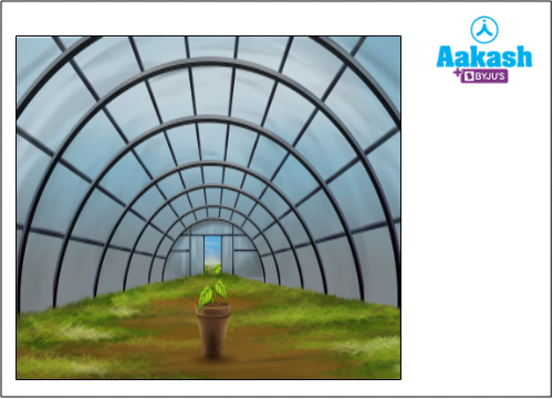 Plantlet in greenhouse