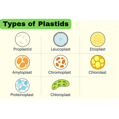 Plastids