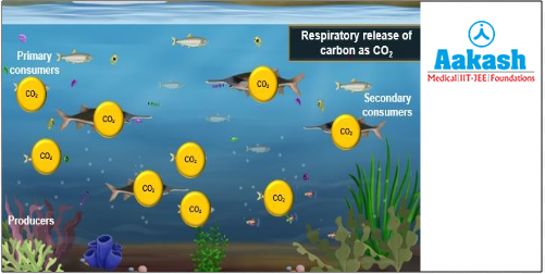  Release of carbon dioxide in oceans