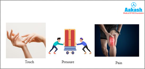 Reporting senses to the brain Diagram