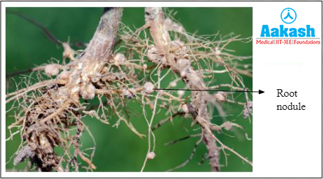 Root nodules Diagram