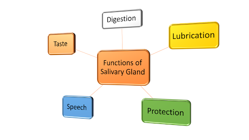 Salivary Glands.