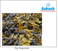 sargassum