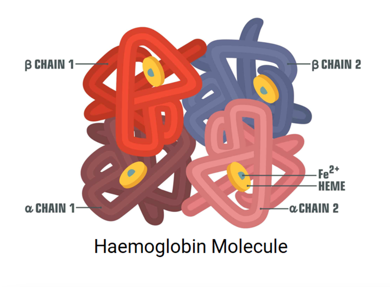 haemoglobin-molecule