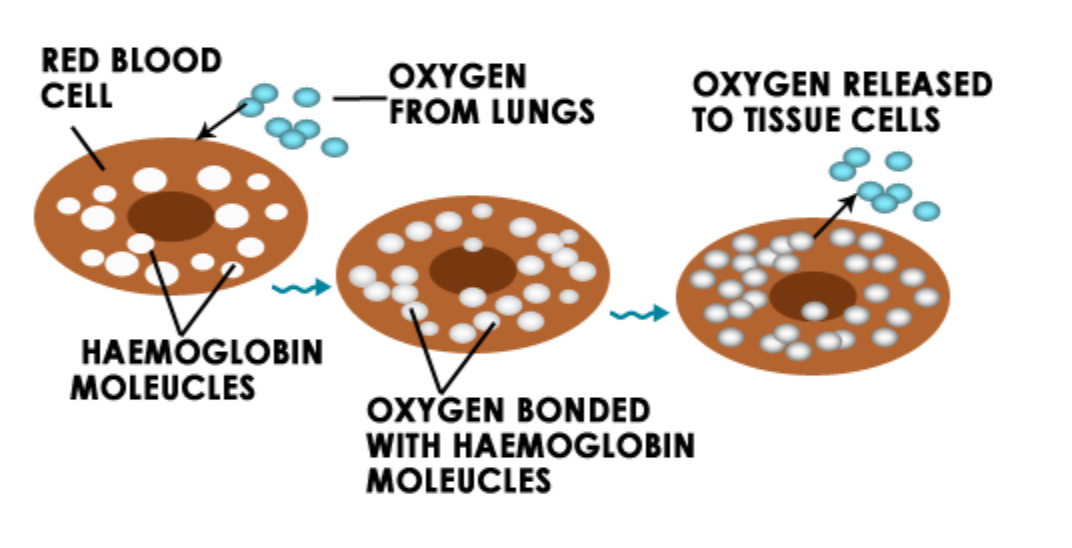 haemoglobin-molecule-1