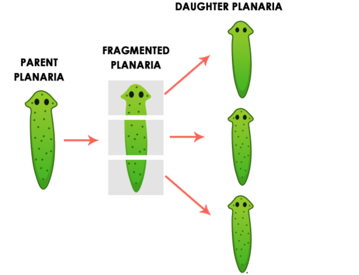 daughter-planaria