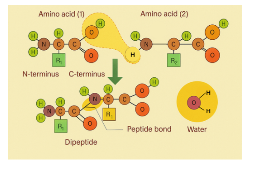 Screenshot 2025-12-31 125739.png 