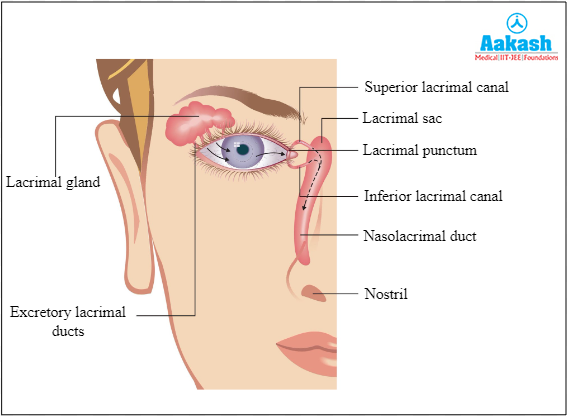 Structure of the tear glands Diagram