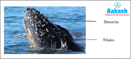 Symbiosis between barnacles and whale