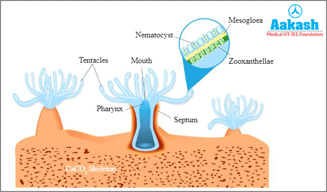 Symbiotic association between Zooxanthellae and coral reefs Diagram