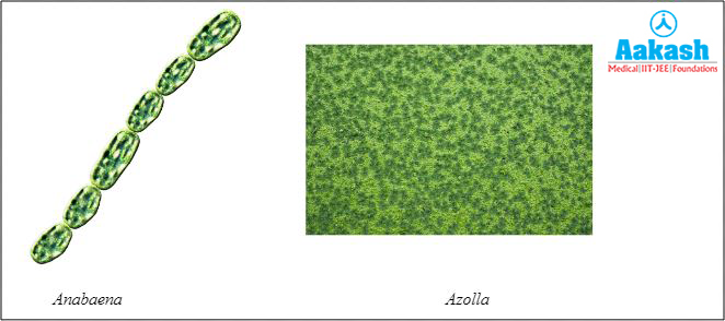  Symbiotic cyanobacteria and host Diagram