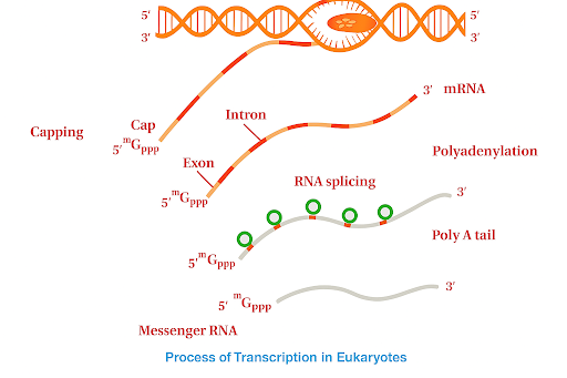 Transcription in Eukaryotes