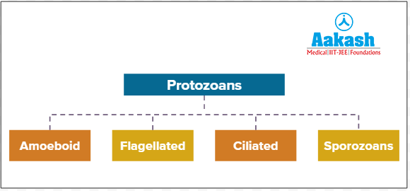 Types of photosynthetic protozoans