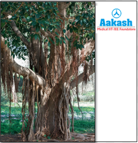  Prop roots in banyan tree