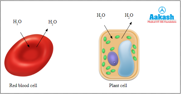 Cell placed in isotonic solution