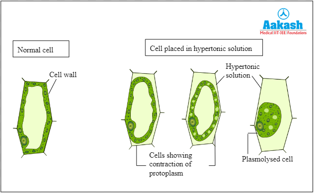 Plasmolysis