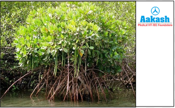 Respiratory root (pneumatophores) in Rhizophora