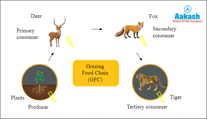 Grazing food chain
