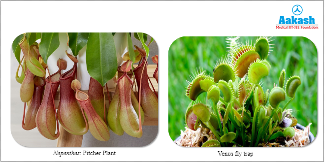  Insectivorous plants