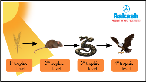 Different trophic levels in a food chain