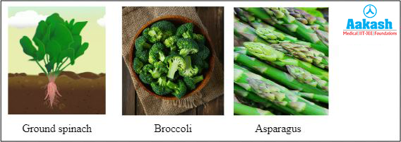 Vegetables good for the spinal cord dIagram