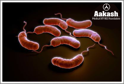 Vibrio cholerae Diagram