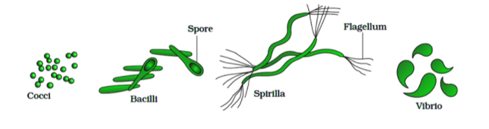 cocci-bactilli-spore-spirilla-flagelllum