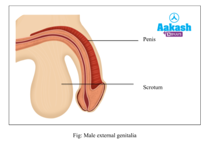 male-external-genitalia