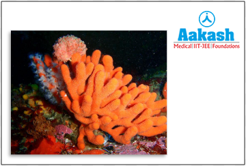 Sponges - Phylum Porifera