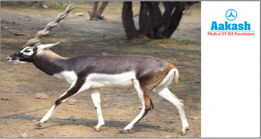 Black Buck (Antilope cervicapra)