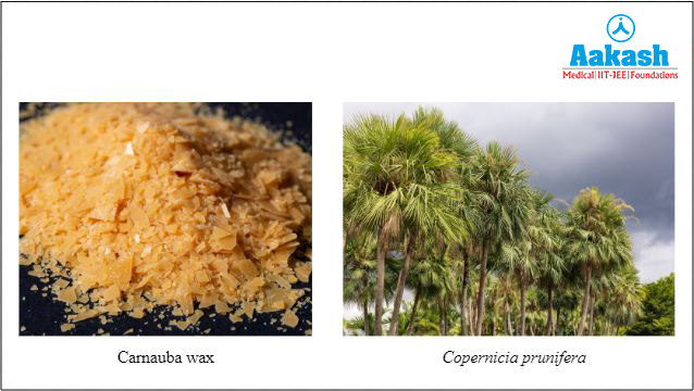 Carnauba wax and the Brazilian palm