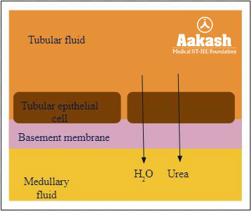 Reabsorption in Collecting Duct