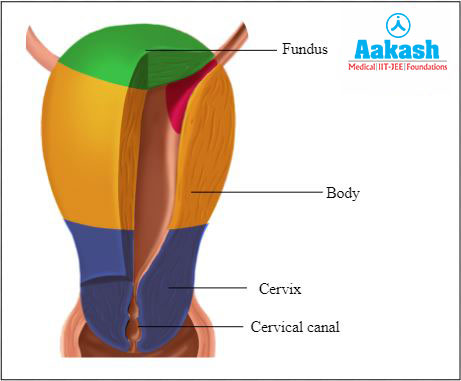 Parts of the Uterus