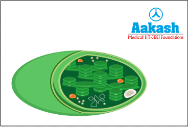 Chloroplast in plant cells