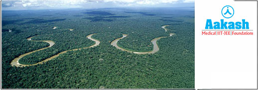 Amazonian rain forest